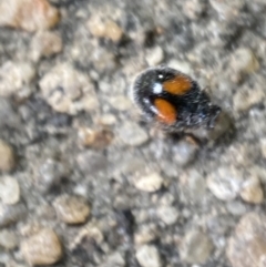 Diomus notescens (Little two-spotted ladybird) at Jerrabomberra, NSW - 16 Oct 2021 by Steve_Bok