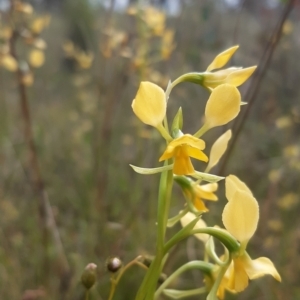 Diuris pardina at Sutton, NSW - suppressed