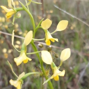 Diuris pardina at Sutton, NSW - suppressed