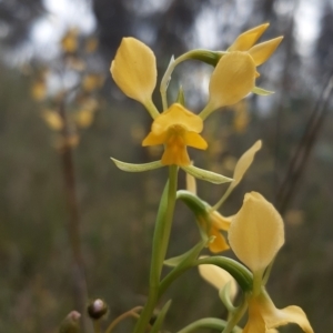 Diuris pardina at Sutton, NSW - suppressed