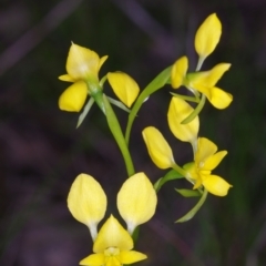 Diuris pardina at Sutton, NSW - suppressed