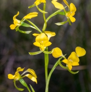 Diuris pardina at Sutton, NSW - suppressed