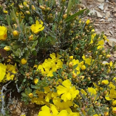 Hibbertia obtusifolia (Grey Guinea-flower) at Quidong, NSW - 16 Nov 2020 by wheeleh