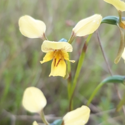 Diuris sp. (hybrid) (Hybrid Donkey Orchid) at Sutton, NSW - 15 Oct 2021 by mlech