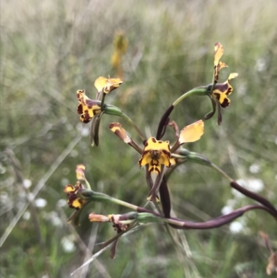 Diuris pardina (Leopard Doubletail) at Kambah, ACT - 16 Oct 2021 by pamcooke