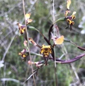 Diuris pardina at Kambah, ACT - suppressed