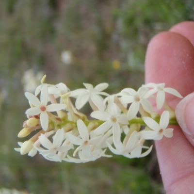 Stackhousia monogyna (Creamy Candles) at Quidong, NSW - 12 Oct 2016 by wheeleh