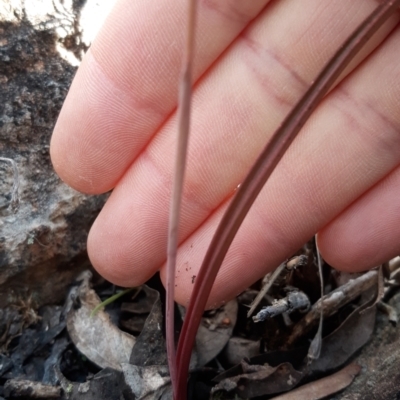 Thelymitra (genus) (sun orchids) at Sutton, NSW - 16 Oct 2021 by mlech