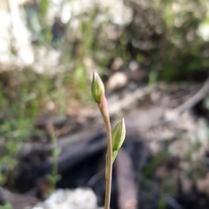 Thelymitra sp. at Sutton, NSW - suppressed