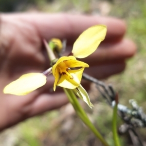 Diuris sp. (hybrid) at Sutton, NSW - suppressed