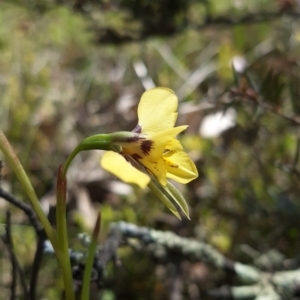 Diuris sp. (hybrid) at Sutton, NSW - suppressed