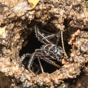 Camponotus intrepidus at Molonglo Valley, ACT - 14 Oct 2021