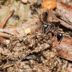 Camponotus intrepidus at Molonglo Valley, ACT - 14 Oct 2021