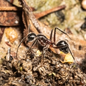 Camponotus intrepidus at Molonglo Valley, ACT - 14 Oct 2021