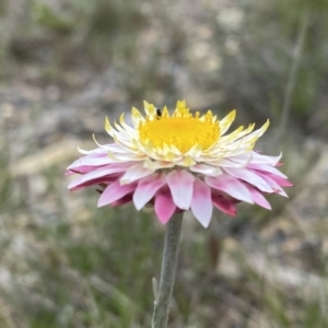 Leucochrysum alpinum at Rendezvous Creek, ACT - 16 Oct 2021 12:54 PM