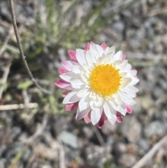 Leucochrysum alpinum at Rendezvous Creek, ACT - 16 Oct 2021 12:54 PM