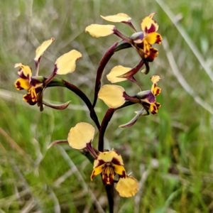 Diuris pardina at Tuggeranong, ACT - 16 Oct 2021