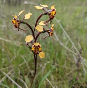 Diuris pardina at Tuggeranong, ACT - 16 Oct 2021