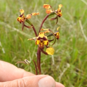 Diuris pardina at Tuggeranong, ACT - 16 Oct 2021