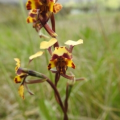 Diuris pardina at Tuggeranong, ACT - 16 Oct 2021