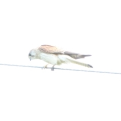 Falco cenchroides (Nankeen Kestrel) at Booth, ACT - 16 Oct 2021 by ChrisHolder
