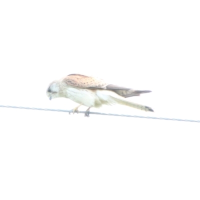 Falco cenchroides (Nankeen Kestrel) at Booth, ACT - 15 Oct 2021 by ChrisHolder