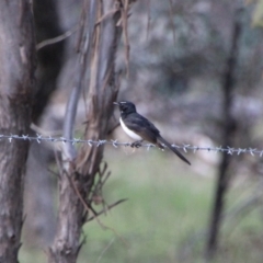 Rhipidura leucophrys (Willie Wagtail) at Booth, ACT - 15 Oct 2021 by ChrisHolder