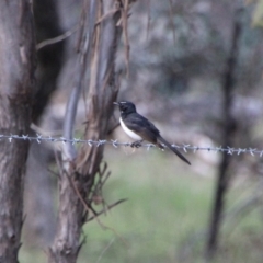 Rhipidura leucophrys (Willie Wagtail) at Booth, ACT - 16 Oct 2021 by ChrisHolder