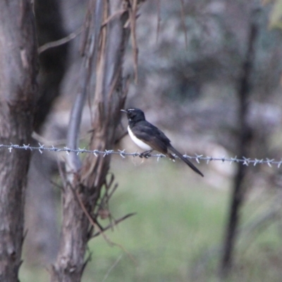 Rhipidura leucophrys (Willie Wagtail) at Booth, ACT - 15 Oct 2021 by ChrisHolder