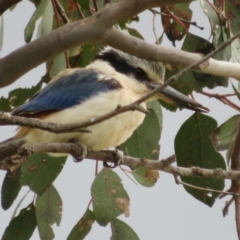 Todiramphus pyrrhopygius (Red-backed Kingfisher) at Campbell Park Woodland - 13 Sep 2021 by Christine