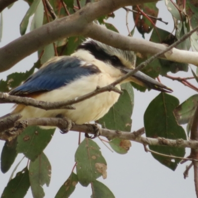 Todiramphus pyrrhopygius (Red-backed Kingfisher) at Pialligo, ACT - 13 Sep 2021 by Christine