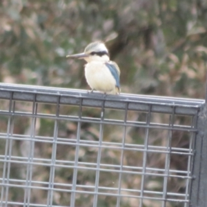 Todiramphus pyrrhopygius at Pialligo, ACT - 13 Sep 2021 01:01 PM