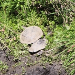 Chelodina longicollis (Eastern Long-necked Turtle) at Booth, ACT - 15 Oct 2021 by ChrisHolder