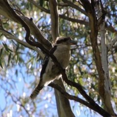 Dacelo novaeguineae (Laughing Kookaburra) at Booth, ACT - 15 Oct 2021 by ChrisHolder