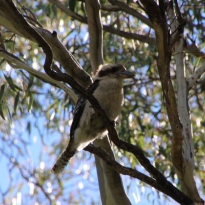 Dacelo novaeguineae (Laughing Kookaburra) at Booth, ACT - 15 Oct 2021 by ChrisHolder