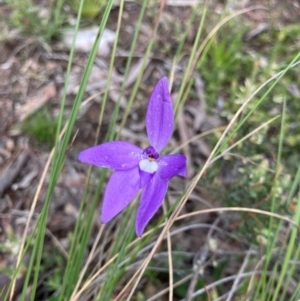 Glossodia major at Bungendore, NSW - suppressed