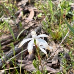 Caladenia ustulata at Bungendore, NSW - suppressed