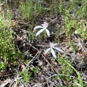 Caladenia ustulata at Bungendore, NSW - 16 Oct 2021