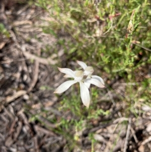 Caladenia ustulata at Bungendore, NSW - 16 Oct 2021