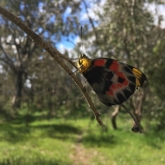 Delias harpalyce (Imperial Jezebel) at Coree, ACT - 16 Oct 2021 by ThomasMungoven