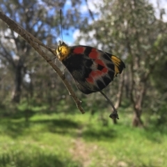 Delias harpalyce at Coree, ACT - 16 Oct 2021 03:14 PM