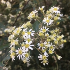 Olearia lirata (Snowy Daisybush) at Lower Cotter Catchment - 16 Oct 2021 by dgb900