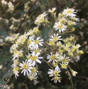 Olearia lirata at Cotter River, ACT - 16 Oct 2021