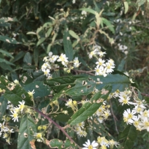 Olearia lirata at Cotter River, ACT - 16 Oct 2021