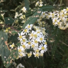 Olearia lirata at Cotter River, ACT - 16 Oct 2021