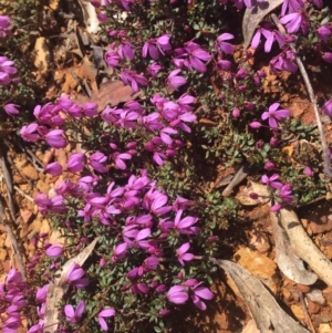 Tetratheca bauerifolia at Cotter River, ACT - 16 Oct 2021