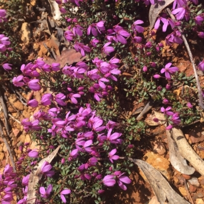 Tetratheca bauerifolia (Heath Pink-bells) at Cotter River, ACT - 16 Oct 2021 by dgb900