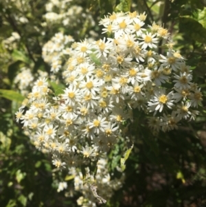 Olearia lirata at Cotter River, ACT - 16 Oct 2021 12:56 PM