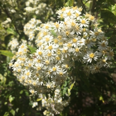 Olearia lirata (Snowy Daisybush) at Cotter River, ACT - 16 Oct 2021 by dgb900