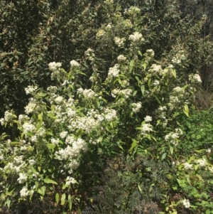 Olearia lirata at Cotter River, ACT - 16 Oct 2021 12:56 PM